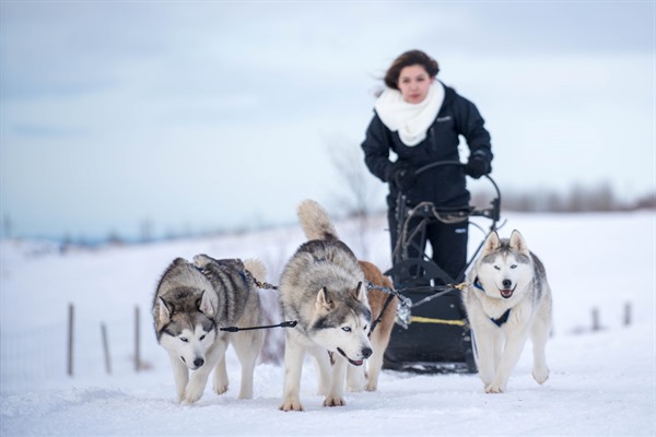 can you go dog sledding in iceland